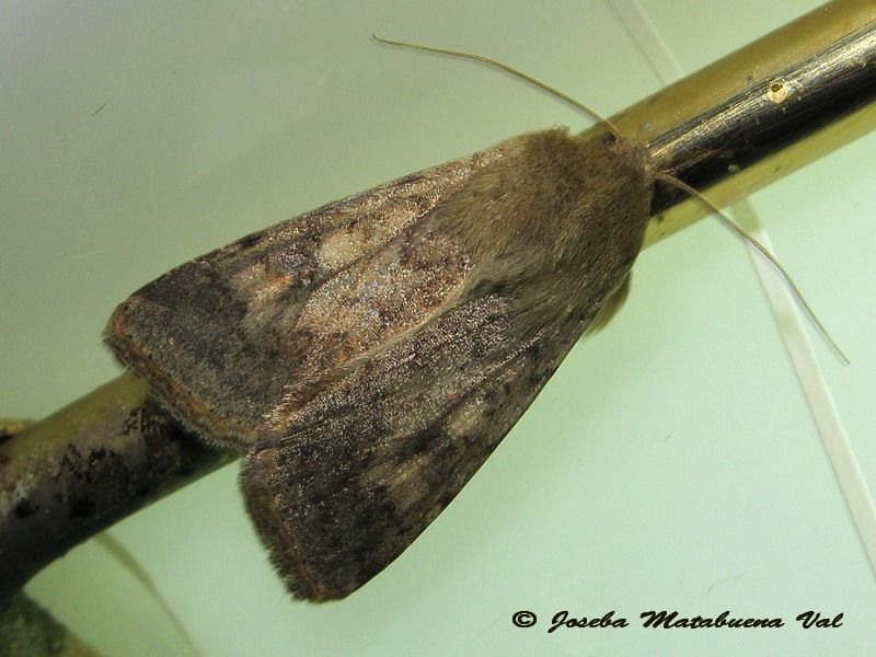 Noctuidae da id - Helicoverpa armigera